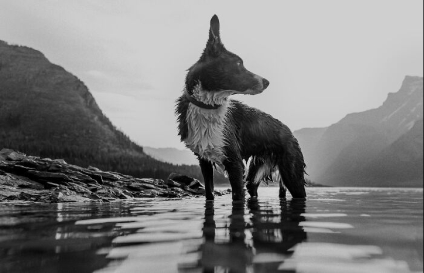 Fotografié a 12 perros en el Parque Nacional Banff y capturé su amor por la aventura