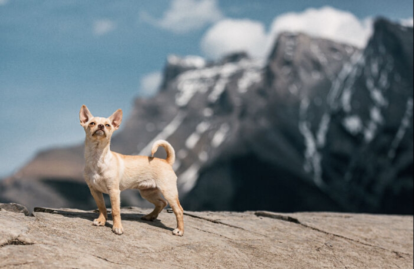 Fotografié a 12 perros en el Parque Nacional Banff y capturé su amor por la aventura