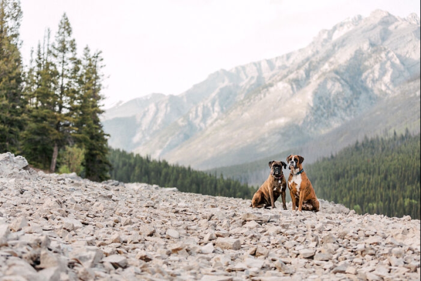 Fotografié a 12 perros en el Parque Nacional Banff y capturé su amor por la aventura