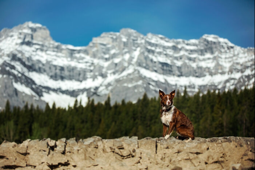 Fotografié a 12 perros en el Parque Nacional Banff y capturé su amor por la aventura