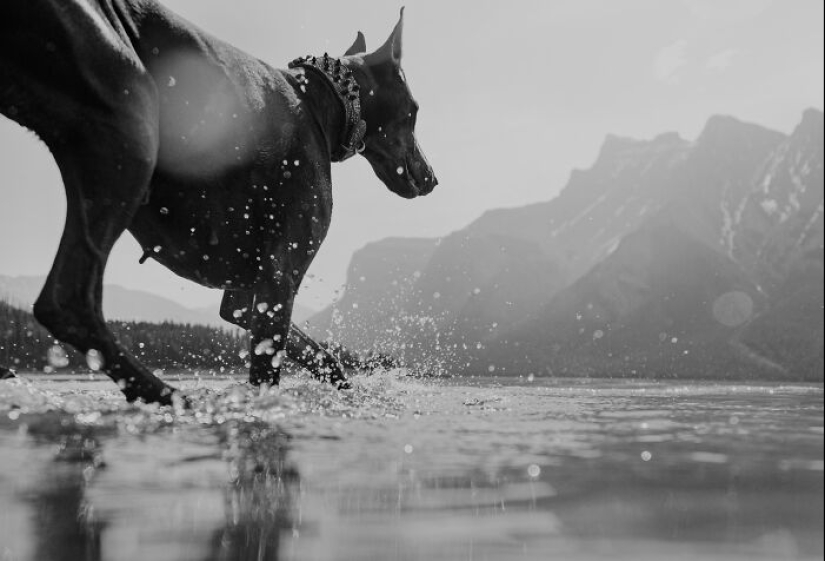 Fotografié a 12 perros en el Parque Nacional Banff y capturé su amor por la aventura