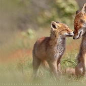 Fotos desgarradoras de adorables cachorros de zorro