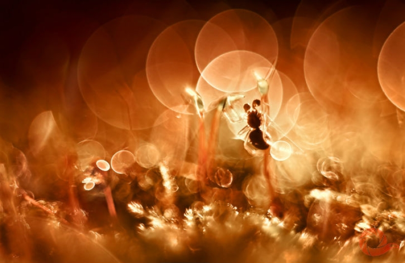 Fotos únicas de los rincones salvajes del país en el festival Rusia Primordial