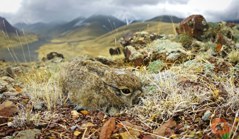 Fotos únicas de los rincones salvajes del país en el festival Rusia Primordial
