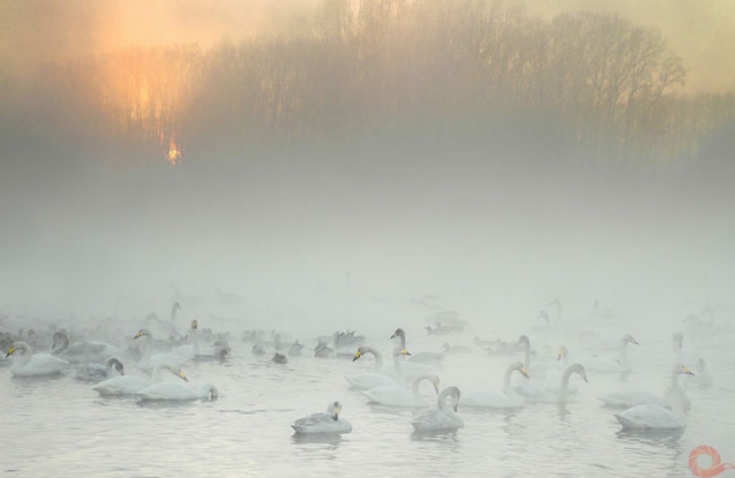 Fotos únicas de los rincones salvajes del país en el festival Rusia Primordial