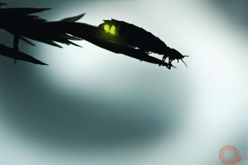 Fotos únicas de los rincones salvajes del país en el festival Rusia Primordial