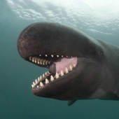 Fotos que sacudieron al mundo en 2013