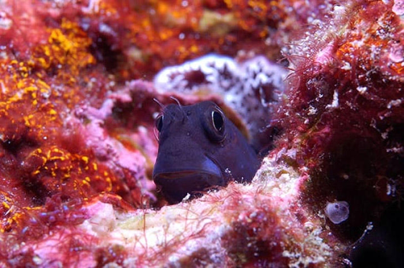 Fotos submarinas de Vyacheslav Plotnikov