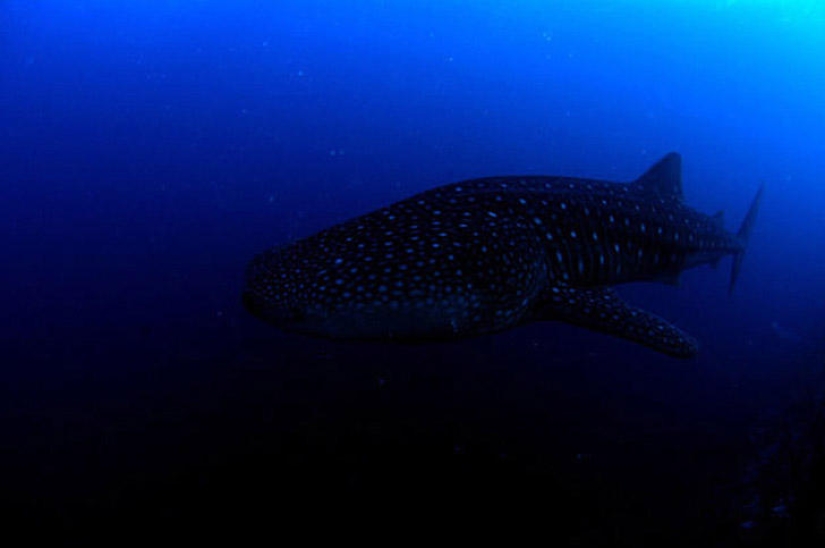 Fotos submarinas de Vyacheslav Plotnikov