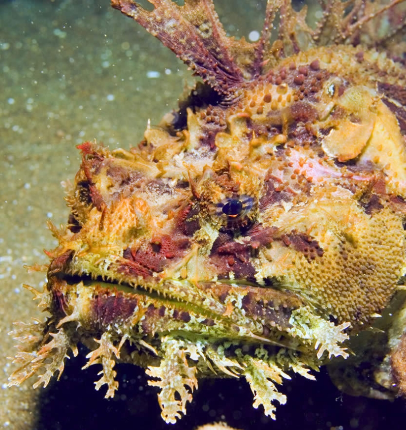 Fotos submarinas de Vyacheslav Plotnikov