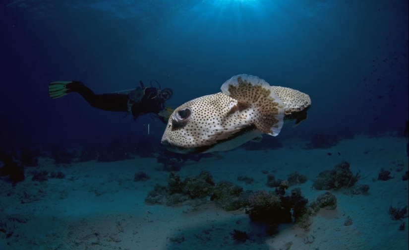Fotos submarinas de Vyacheslav Plotnikov