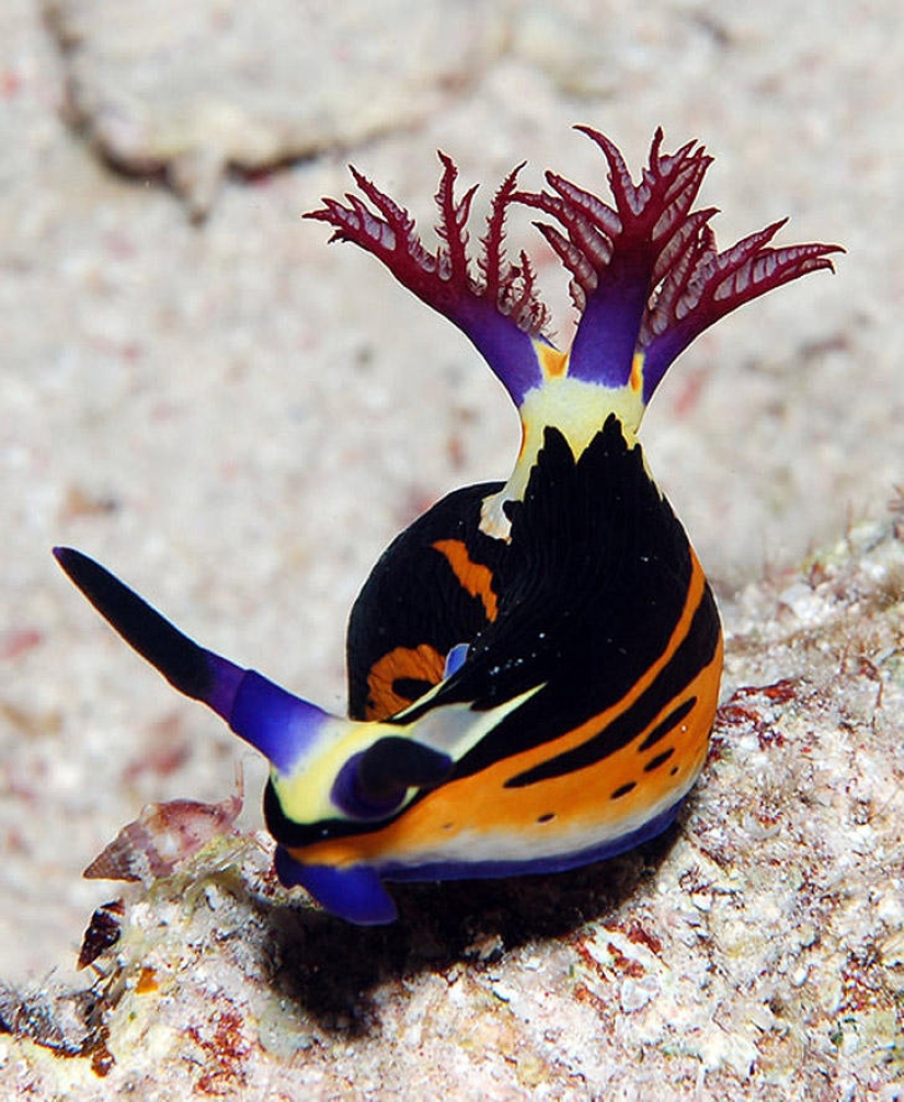 Fotos submarinas de Vyacheslav Plotnikov