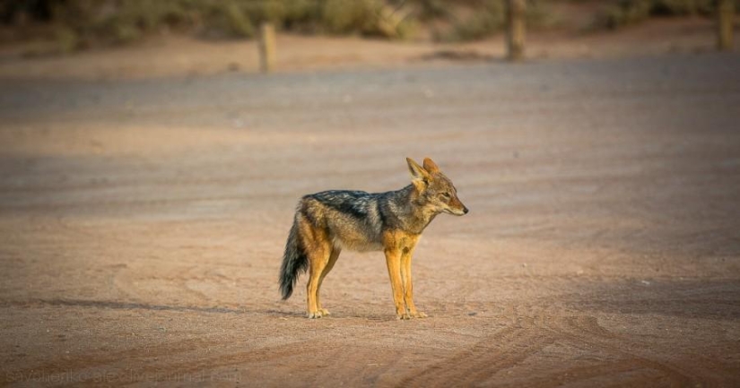 África. Namibia. Desierto de Namib - Sossusvlei África. Namibia. Desierto de Namib - Sossusvlei