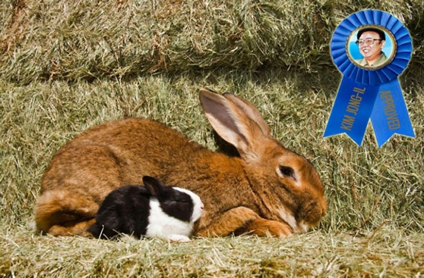 Fried donkey, Daffy Duck and 8 other things that Kim Jong Il loved Fried donkey, Daffy Duck and 8 other things that Kim Jong Il loved