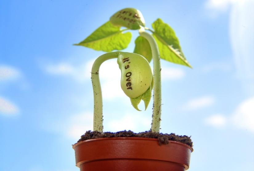 Frijoles que significan dolor