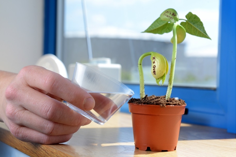 Frijoles que significan dolor