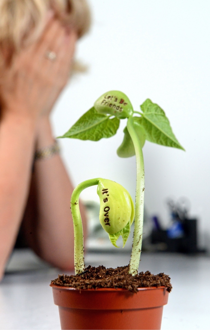 Frijoles que significan dolor