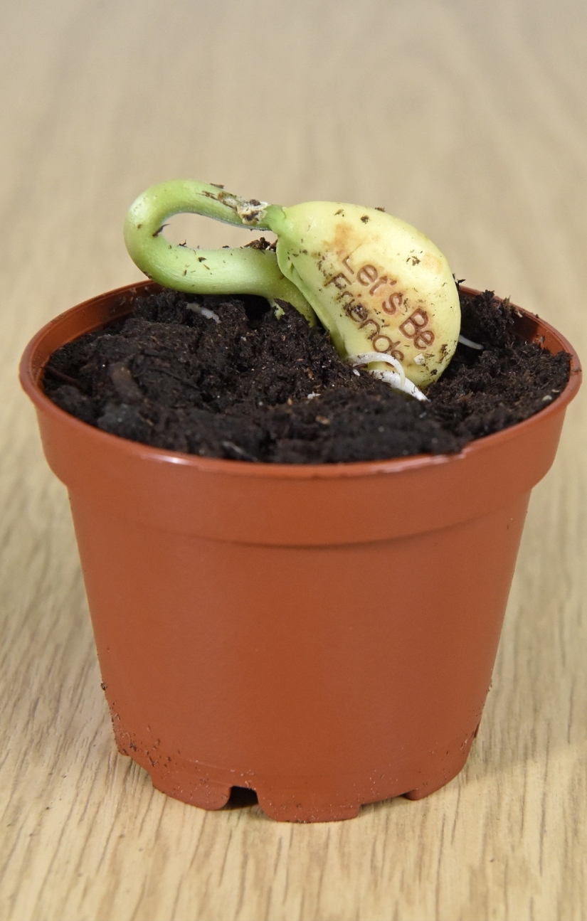 Frijoles que significan dolor