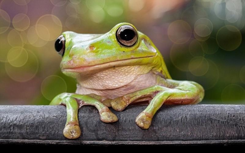 frog princesses frog princesses