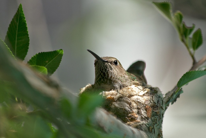 From an empty branch to teenagers in 6 weeks. Chronicle of the Nest of the Hummingbird Calyptus Anna