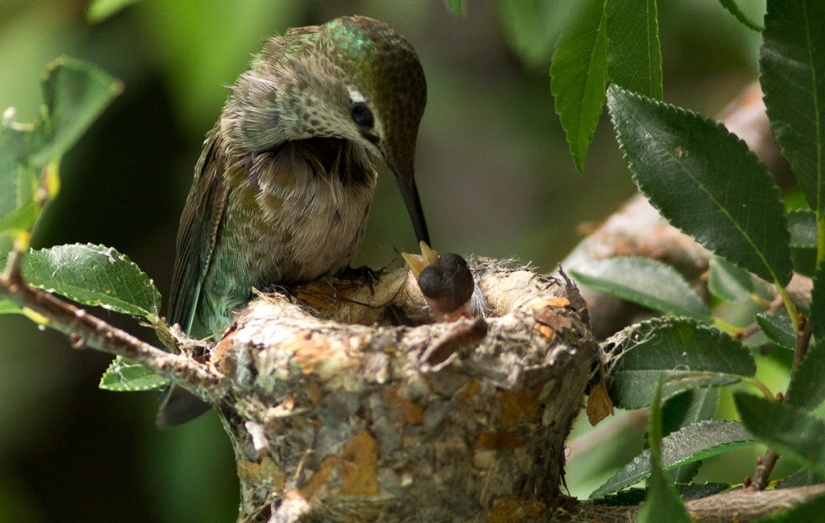From an empty branch to teenagers in 6 weeks. Chronicle of the Nest of the Hummingbird Calyptus Anna