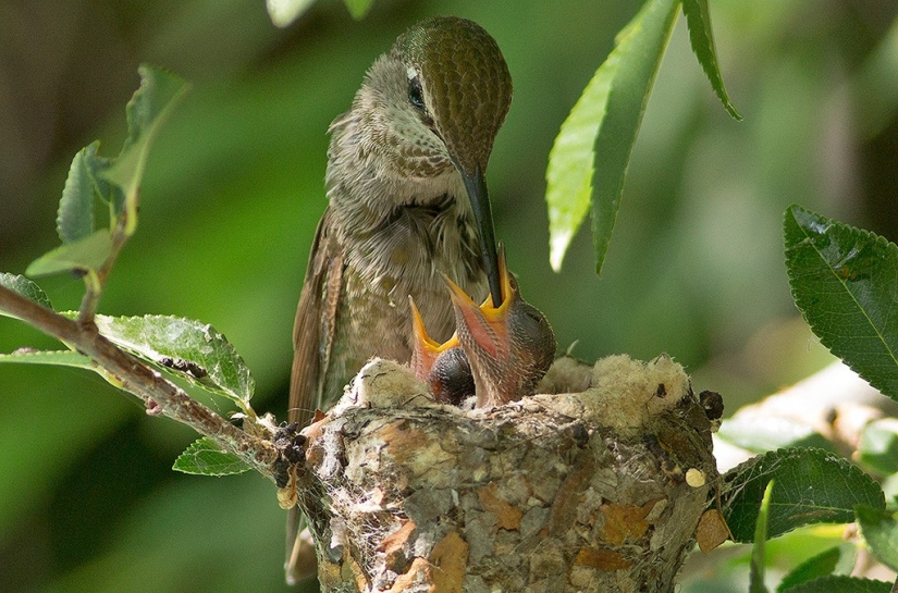 From an empty branch to teenagers in 6 weeks. Chronicle of the Nest of the Hummingbird Calyptus Anna