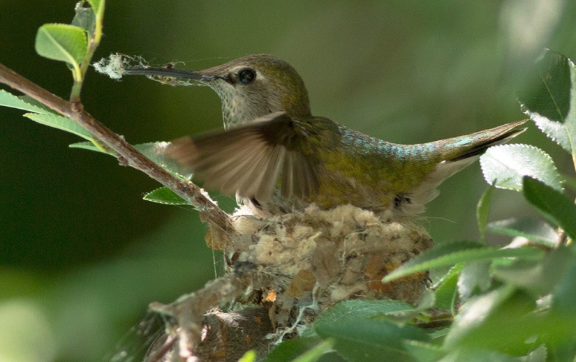 From an empty branch to teenagers in 6 weeks. Chronicle of the Nest of the Hummingbird Calyptus Anna