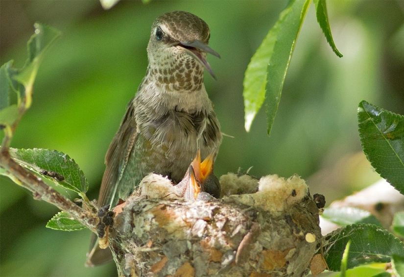 From an empty branch to teenagers in 6 weeks. Chronicle of the Nest of the Hummingbird Calyptus Anna