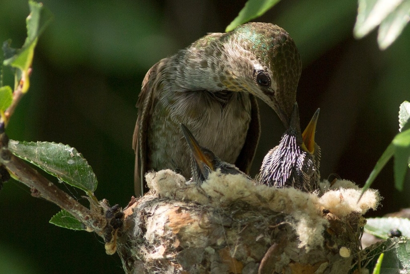 From an empty branch to teenagers in 6 weeks. Chronicle of the Nest of the Hummingbird Calyptus Anna