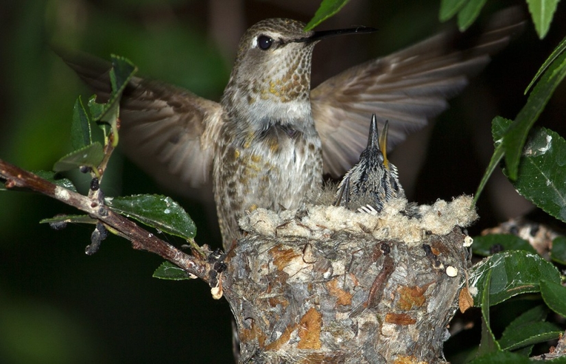 From an empty branch to teenagers in 6 weeks. Chronicle of the Nest of the Hummingbird Calyptus Anna
