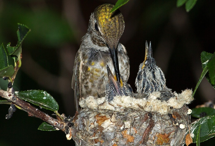 From an empty branch to teenagers in 6 weeks. Chronicle of the Nest of the Hummingbird Calyptus Anna