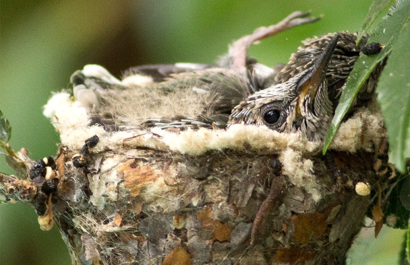 From an empty branch to teenagers in 6 weeks. Chronicle of the Nest of the Hummingbird Calyptus Anna