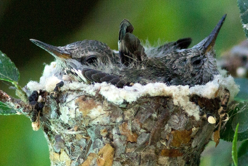 From an empty branch to teenagers in 6 weeks. Chronicle of the Nest of the Hummingbird Calyptus Anna