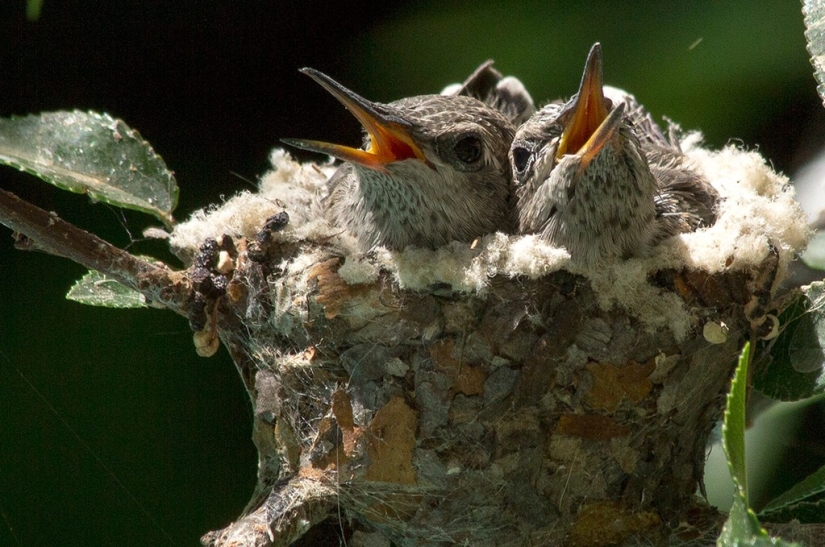 From an empty branch to teenagers in 6 weeks. Chronicle of the Nest of the Hummingbird Calyptus Anna