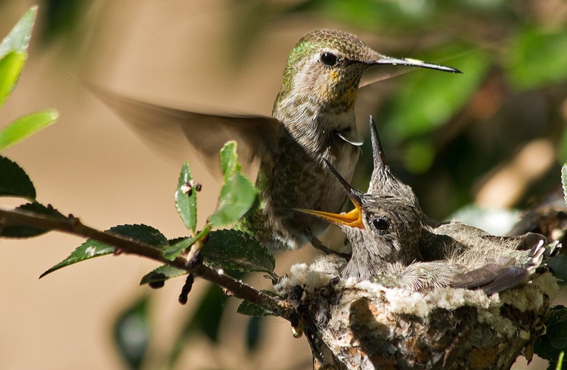 From an empty branch to teenagers in 6 weeks. Chronicle of the Nest of the Hummingbird Calyptus Anna
