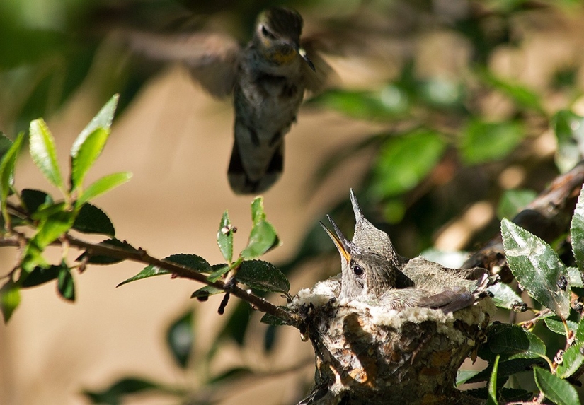 From an empty branch to teenagers in 6 weeks. Chronicle of the Nest of the Hummingbird Calyptus Anna