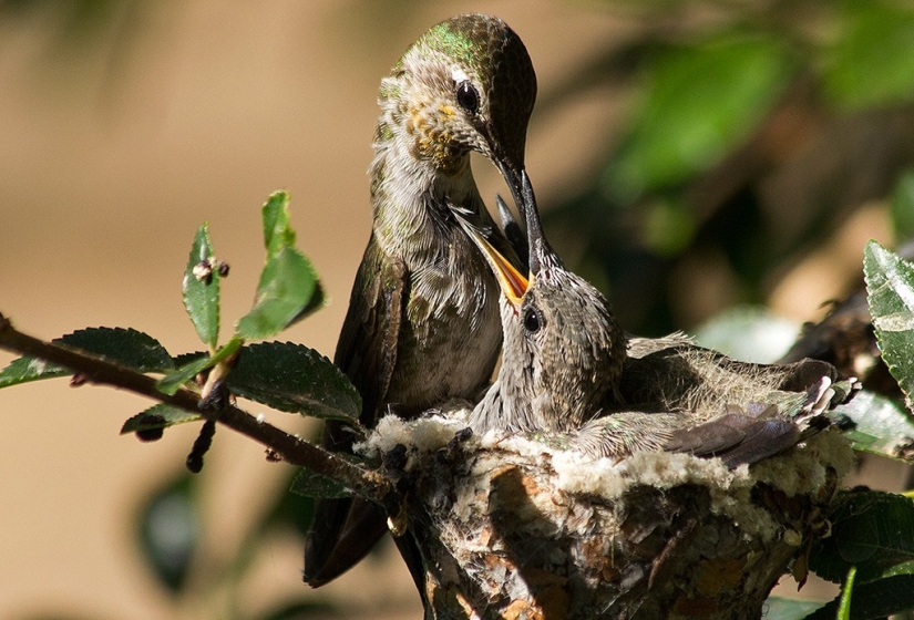 From an empty branch to teenagers in 6 weeks. Chronicle of the Nest of the Hummingbird Calyptus Anna