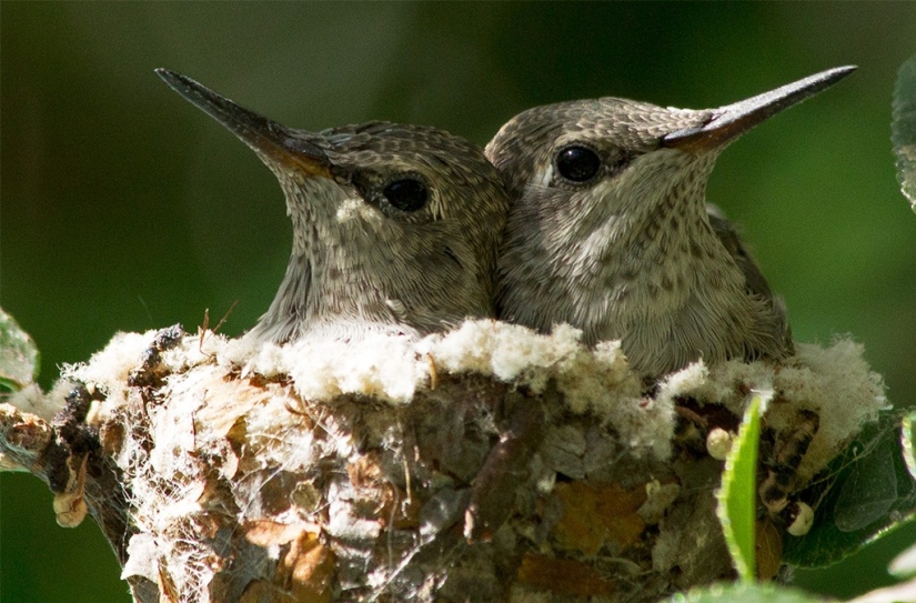 From an empty branch to teenagers in 6 weeks. Chronicle of the Nest of the Hummingbird Calyptus Anna