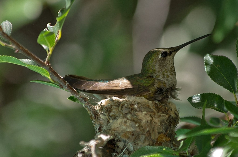 From an empty branch to teenagers in 6 weeks. Chronicle of the Nest of the Hummingbird Calyptus Anna