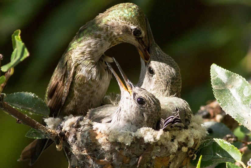 From an empty branch to teenagers in 6 weeks. Chronicle of the Nest of the Hummingbird Calyptus Anna