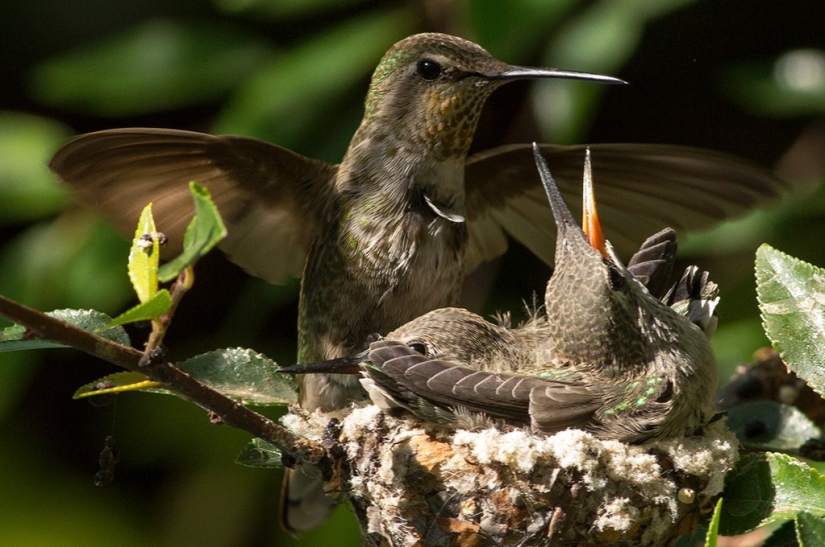 From an empty branch to teenagers in 6 weeks. Chronicle of the Nest of the Hummingbird Calyptus Anna