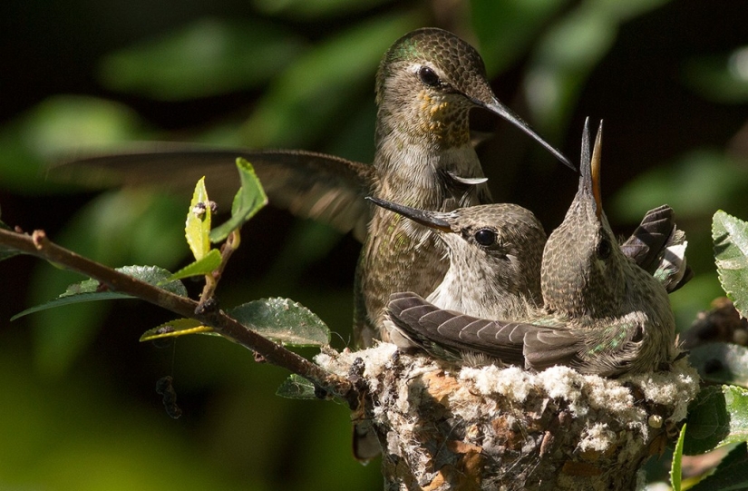 From an empty branch to teenagers in 6 weeks. Chronicle of the Nest of the Hummingbird Calyptus Anna