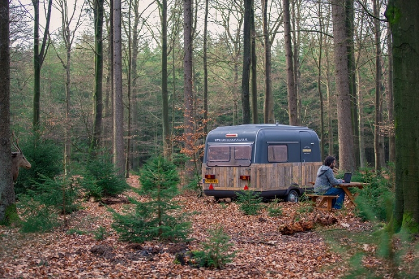 From the office to the forest!