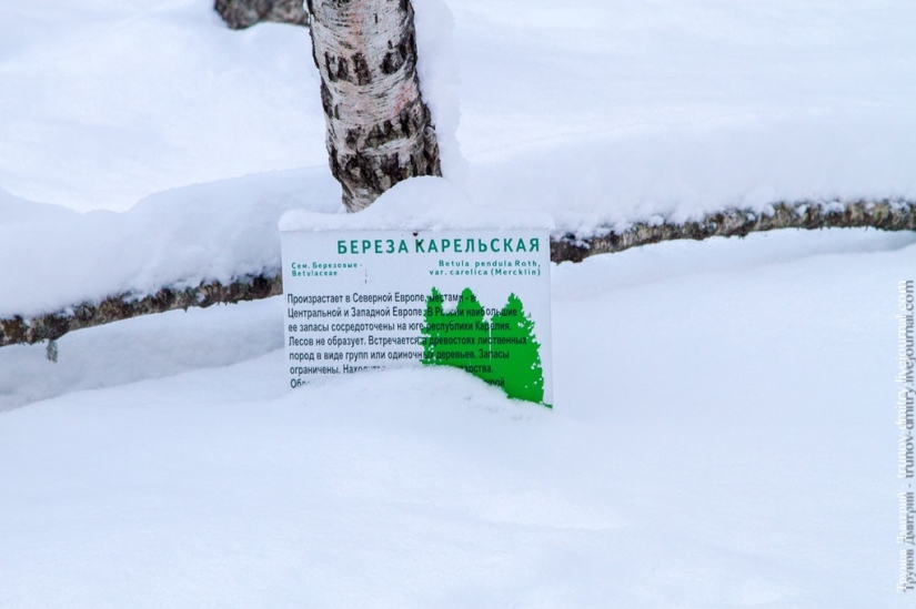 “Frozen, but not frozen” - Kivach waterfall in winter