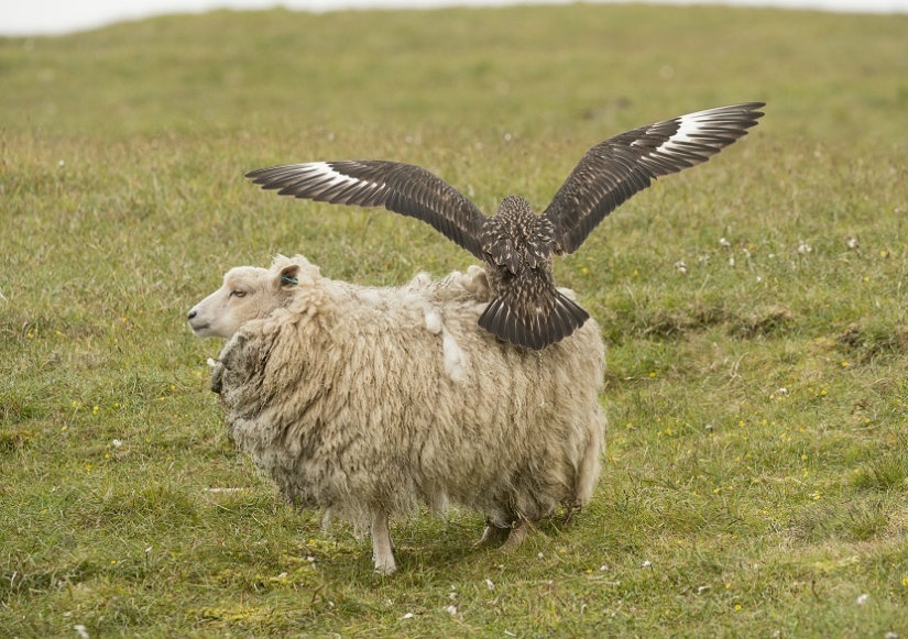 "¡Fuera!": gran págalo protege a los polluelos de las ovejas