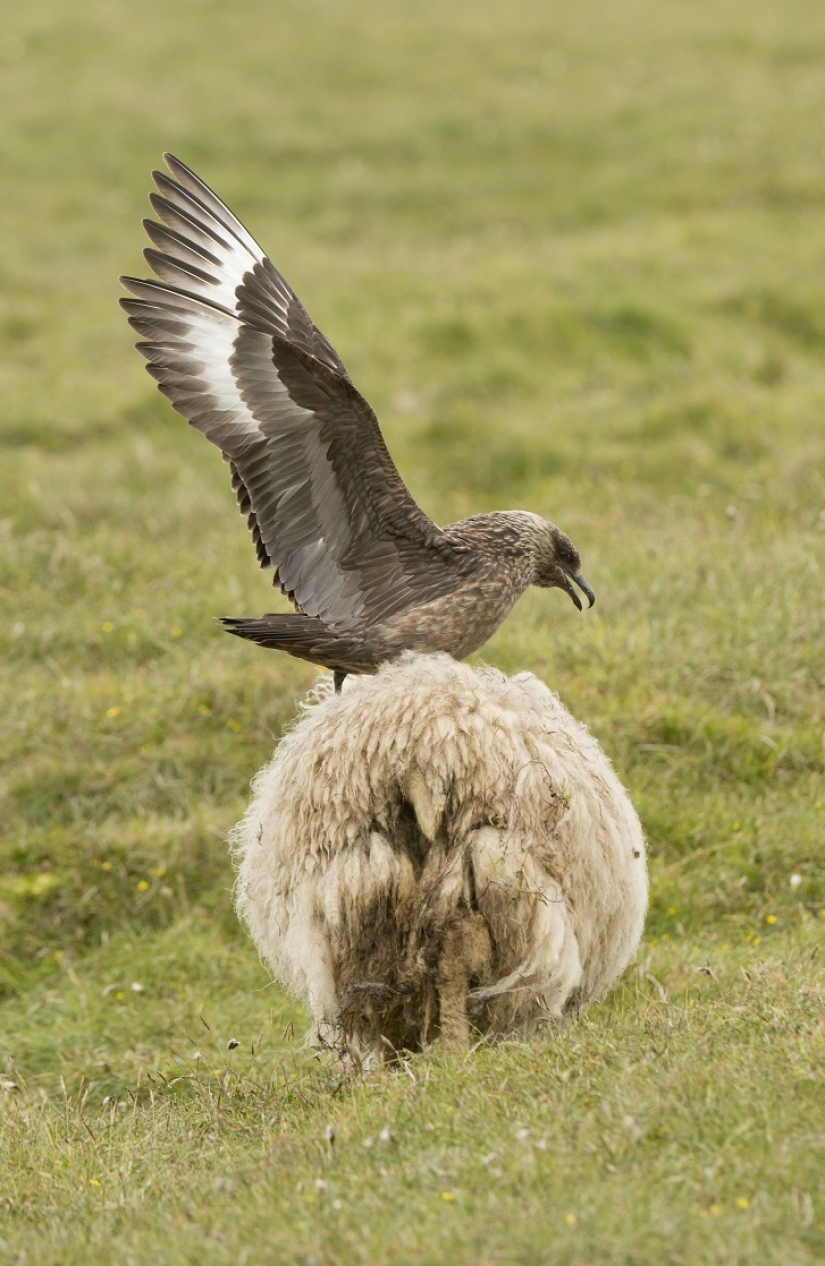 "¡Fuera!": gran págalo protege a los polluelos de las ovejas