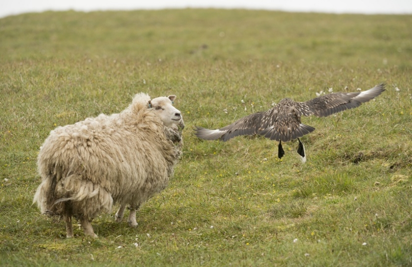 "¡Fuera!": gran págalo protege a los polluelos de las ovejas