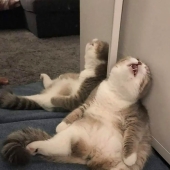 Funny Cats Sleeping In Weirdest Positions Ever