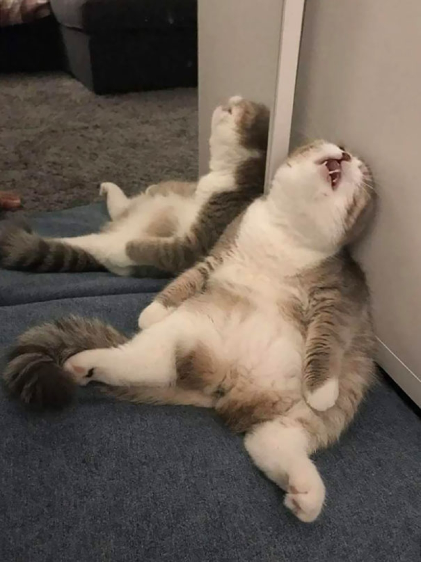Funny Cats Sleeping In Weirdest Positions Ever