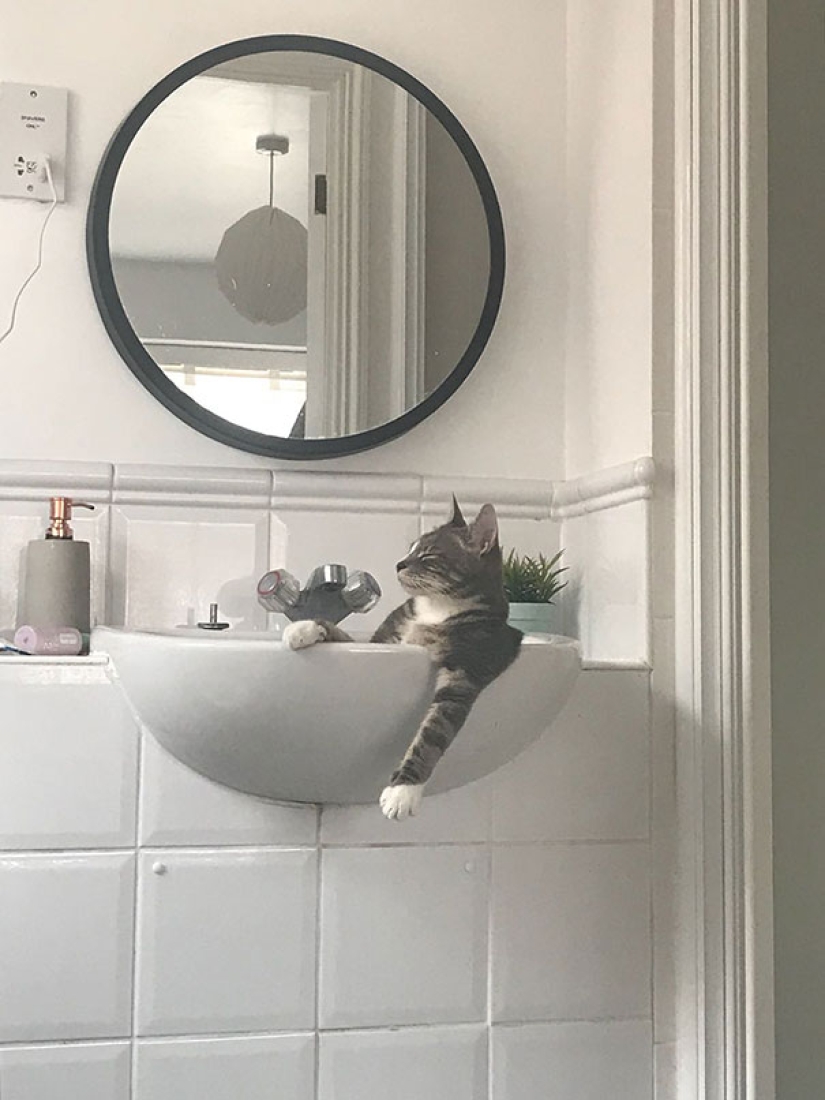 Funny Cats Sleeping In Weirdest Positions Ever